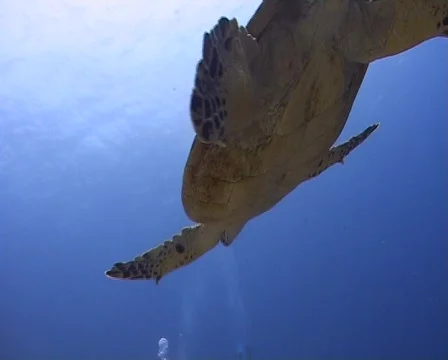 Hawksbill sea turtle - below view Stock Footage 462700