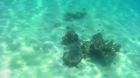 Hawksbill Sea Turtle Chased by Territorial Fish at Coral Reef, Marsa Alam, Egypt Stock Footage 343316192