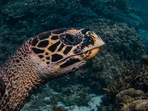Hawksbill sea turtle close up Stock Photos