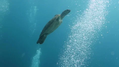 Hawksbill sea turtle current on coral reef island Bali Stock Footage