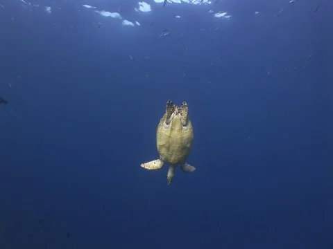 Hawksbill Sea Turtle descends Stock Footage 98675472