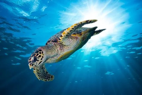 Hawksbill sea turtle dive down into the deep blue ocean Stock Photos