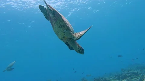 Hawksbill sea turtle diving down and swimming over tropical coral reef Stock-Footage 194629206