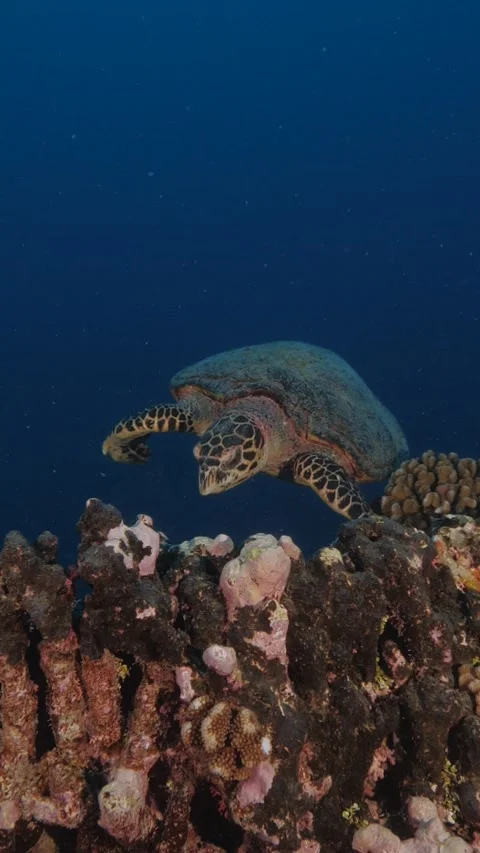 Hawksbill sea turtle during sunset feeding on a tropical coral reef in clear Stock Footage 342239993