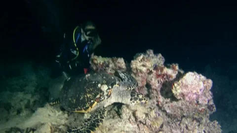 Hawksbill sea turtle (Eretmochelys imbricata) hunt at night, Stock Footage