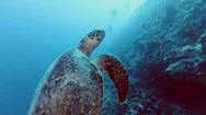 Hawksbill Sea Turtle, Eretmochelys Imbricata Swim Near Coral Reef Stock Footage