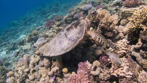 Hawksbill Sea Turtle Exploring Diverse Coral Reef Stock Photos