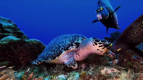 Hawksbill sea turtle feeding alongside sergeant major fish Stock Footage 337059496