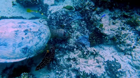 Hawksbill Sea Turtle Feeding on Sandy Ocean Floor Among Coral Stock Footage 334164957