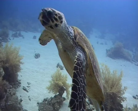 Hawksbill sea turtle feeding on soft coral Stock Footage 460841