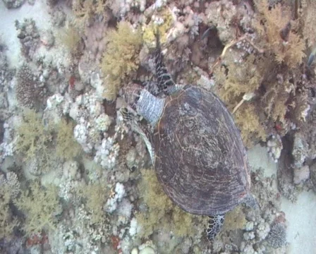 Hawksbill sea turtle feeding on soft coral Stock Footage 460903