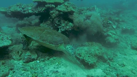 Hawksbill Sea Turtle Flips A Rock Stock Footage 82649295