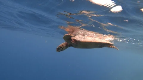 Hawksbill sea turtle floating and breathing on the sea surface Video stock 119213918