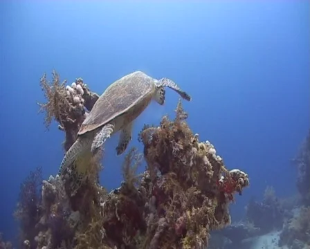 Hawksbill sea turtle Stock Footage 460416
