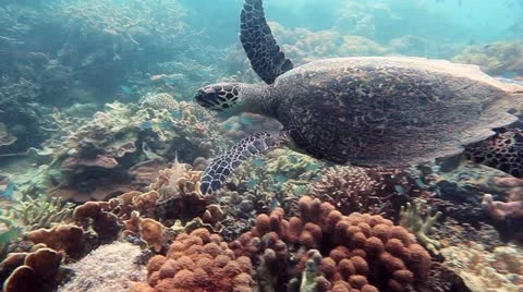 Hawksbill sea turtle Stock Footage 11876469
