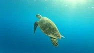 Hawksbill Sea Turtle Stock Footage