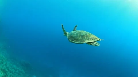 Hawksbill Sea Turtle Stock Footage 21904952