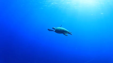 Hawksbill Sea Turtle 스톡 동영상 23724386