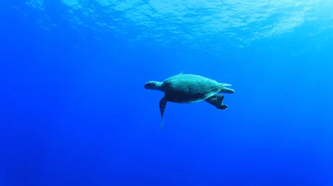 Hawksbill Sea Turtle Video stock 23724399