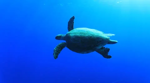 Hawksbill Sea Turtle Stock Footage 23724434