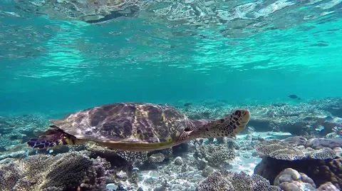 Hawksbill sea turtle Stock Footage 40988474