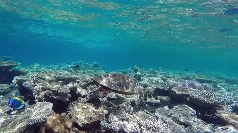 Hawksbill sea turtle Stock Footage 40990579