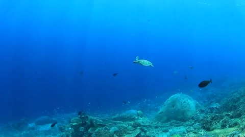 Hawksbill Sea Turtle Stock Footage 67085839