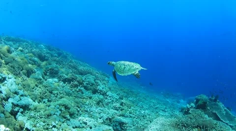 Hawksbill Sea Turtle Stock Footage 67085841