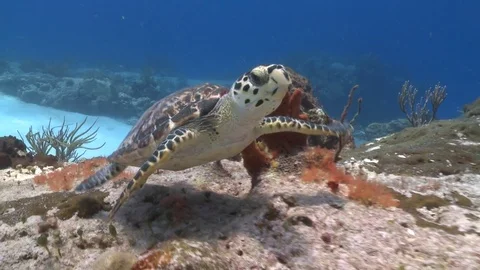 Hawksbill Sea Turtle Video stock 79247430