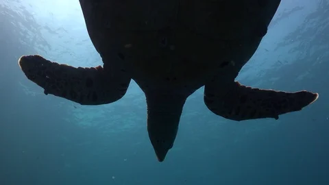 The hawksbill sea turtle Stock Footage 96206869