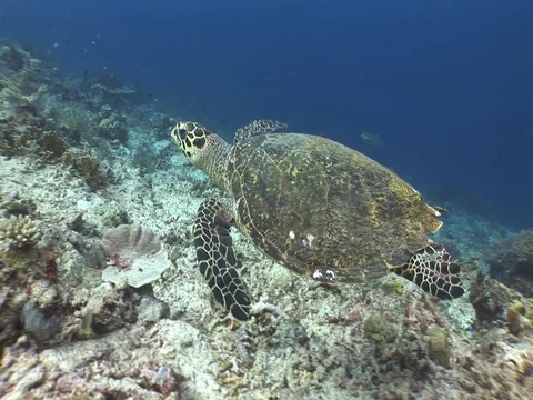 Hawksbill Sea Turtle Stock Footage 98500183