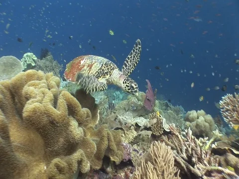Hawksbill Sea Turtle Stock Footage 98500216