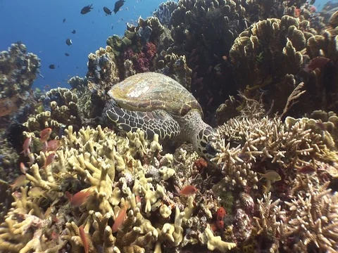 Hawksbill Sea Turtle Stock Footage 98675230