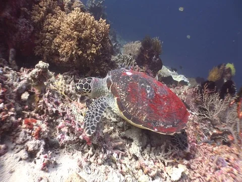 Hawksbill Sea Turtle Stock Footage 98675235