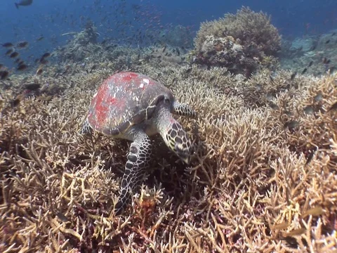 Hawksbill Sea Turtle Stock Footage 98675237