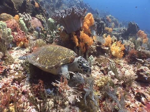 Hawksbill Sea Turtle Stock Footage 98675310