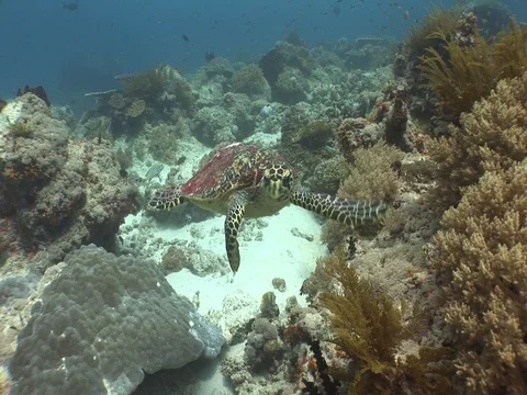 Hawksbill Sea Turtle Stock Footage 98675360