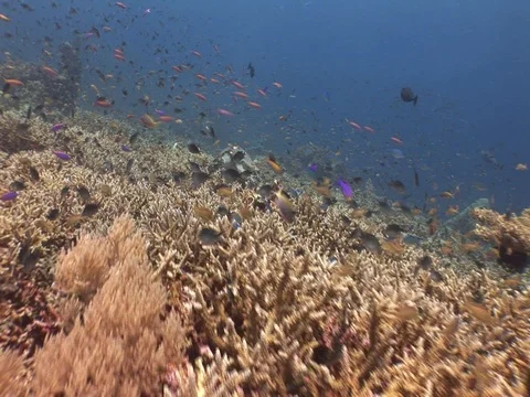 Hawksbill Sea Turtle Stock Footage 98675434