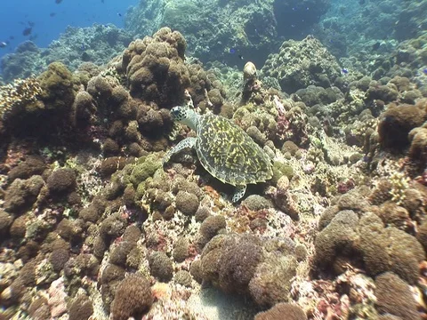 Hawksbill Sea Turtle Stock Footage 98675443