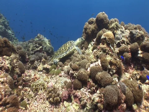 Hawksbill Sea Turtle Stock Footage 98675463