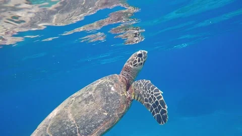 Hawksbill sea turtle Stock Footage 263395422
