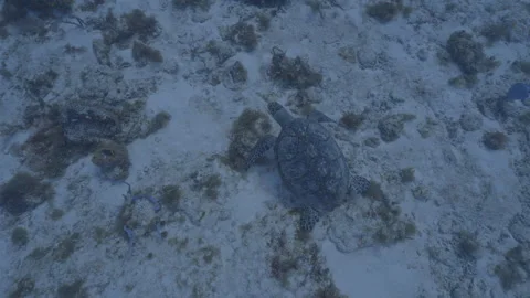  Hawksbill sea turtle Stock Footage 297028667