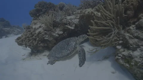 Hawksbill sea turtle Stock Footage 297030906