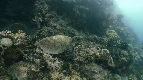 Hawksbill Sea Turtle Видео 322007651