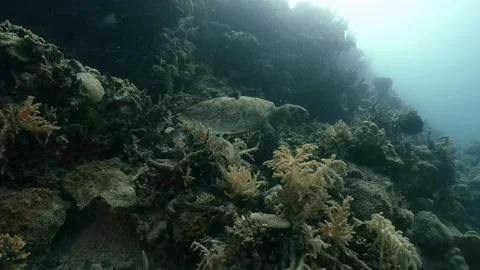 Hawksbill Sea Turtle Stock Footage 322007652