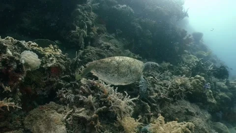 Hawksbill Sea Turtle Stock Footage 322007653