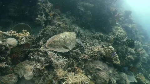 Hawksbill Sea Turtle Stock Footage 322007654