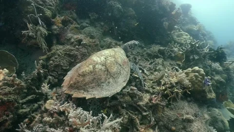 Hawksbill Sea Turtle Stock Footage 322007655