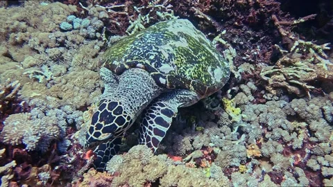 A Hawksbill sea turtle Stock Footage 329285767
