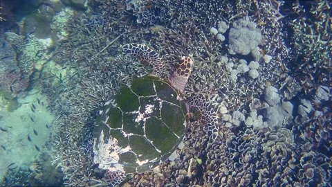 Hawksbill sea turtle Stock Footage 329286101